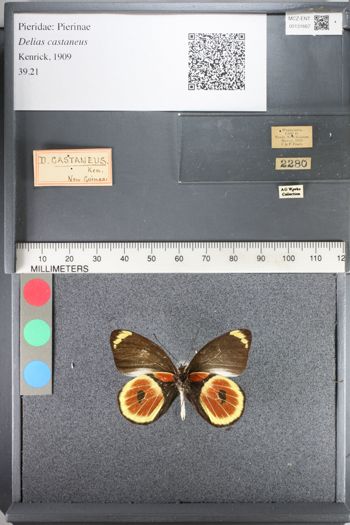 Media type: image;   Entomology 131667
